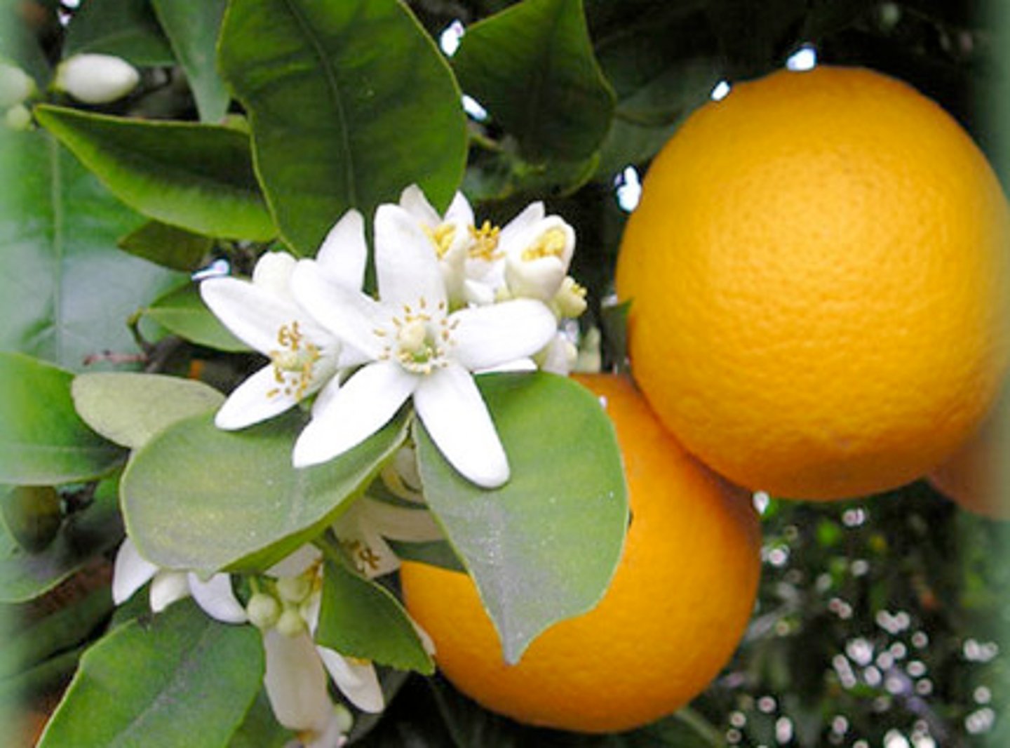 <p>orange blossom water</p>
