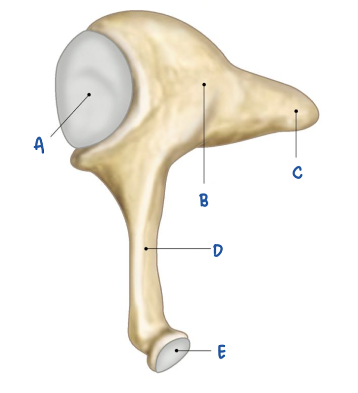 <p>What part of the incus is labeled A?</p>