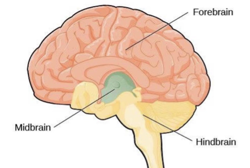 <p>lies just <strong>below thalamus</strong></p><p><strong>relay </strong>center for some eye/ear <strong>reflexes</strong></p>