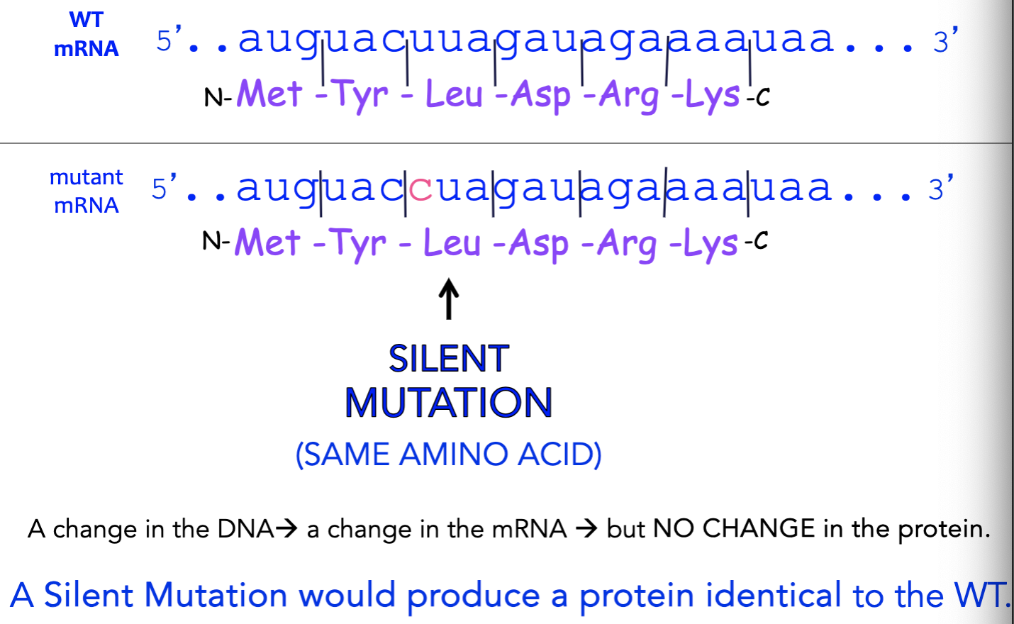 <p>silent mutation (same amino acid)</p>