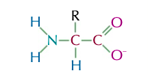 H2N - CHR - COO-