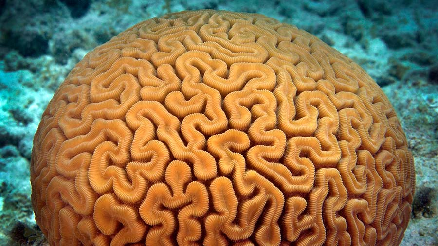 <p>Brain Coral</p>