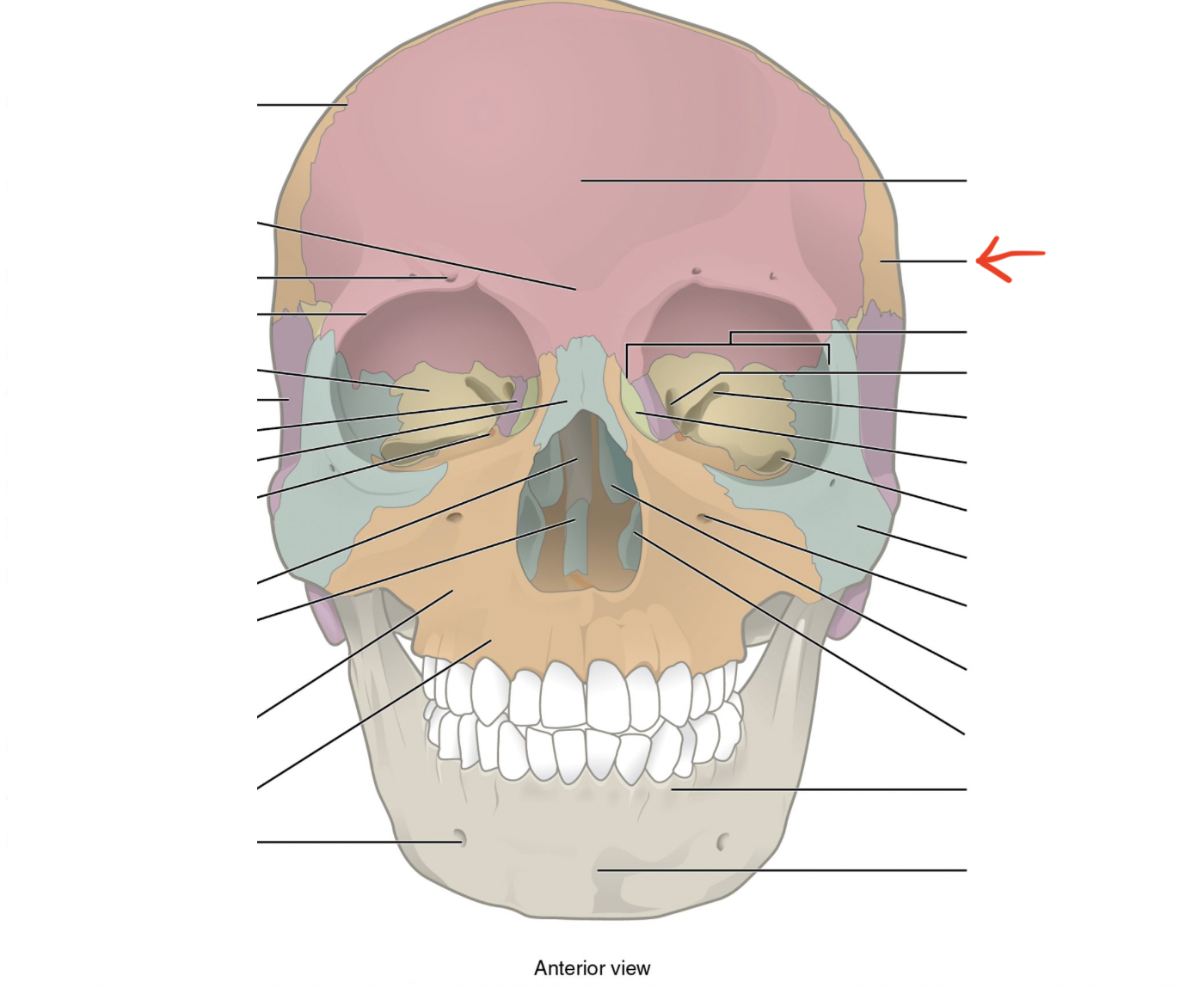 <p>junction between frontal and 2 parietal bones</p>