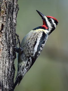 <p>Male’s have red neck, thick white margin on wing</p>