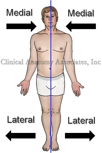 <p>the middle or direction toward the middle of the body</p>