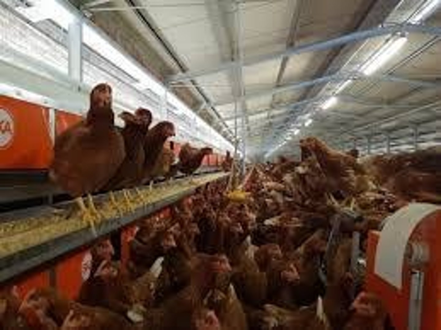 <p>Chickens have outdoor access, perceived as humane.</p>