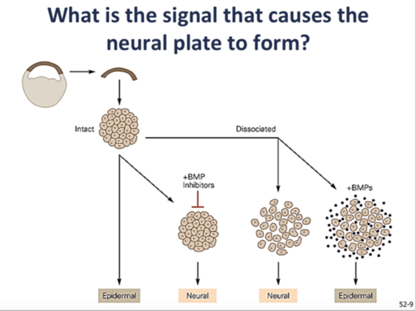 <p>Signals from a specialized portion of mesoderm (called the organizer) cause the overlying ectoderm to become the neural plate.</p><p>Ectodermal cells acquire neural or epidermal character depending on the presence of absence of BMP signaling. When ectodermal cell aggregates are exposed to BMP signaling they differentiate into epidermal tissue. When BMP signaling is blocked, either by dissociating ectodermal tissue into single cells or by addition of BMP inhibitors (chordin, noggin, and follistan) to ectodermal cell aggregates, the cells differentiate into neural tissue.</p>