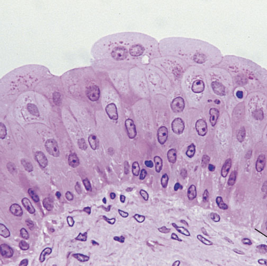 <p>What tissue type does this image depict?</p>