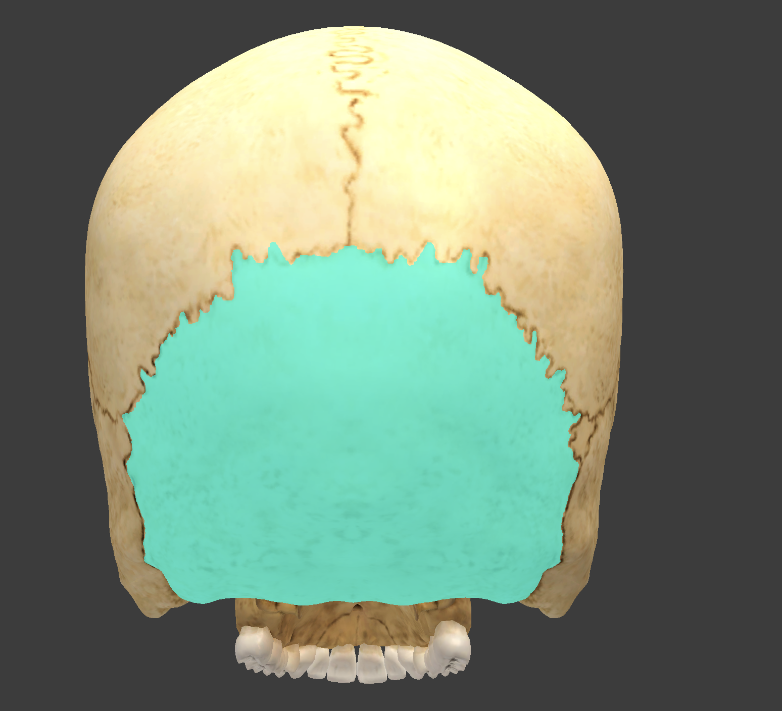 <p>What cranial bone is this?</p>