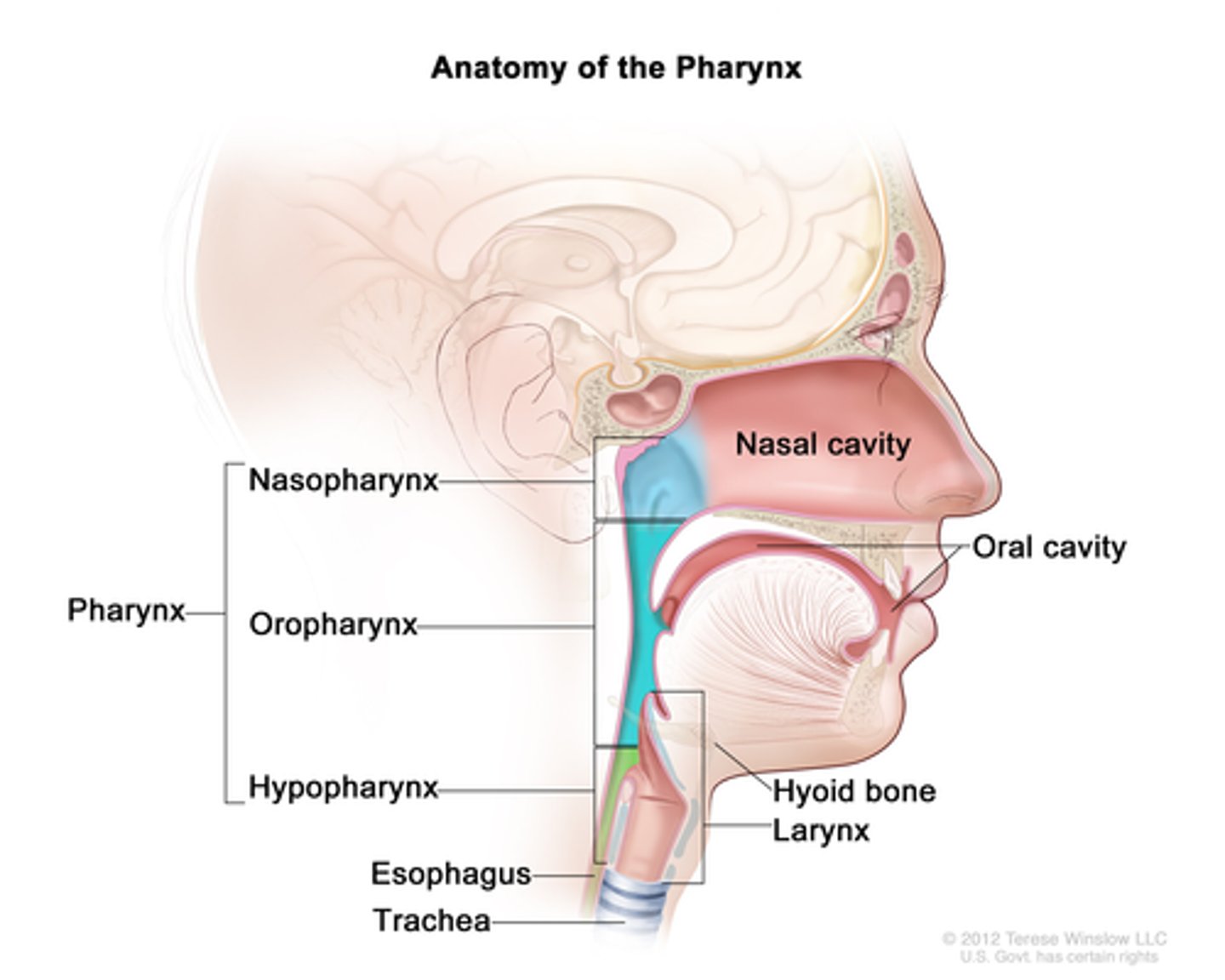 <p>The pharynx extends from the base of the skull (clivus) to approximately the inferior border of the C6 vertebra.</p><p>top: base of skull (clivus)</p><p>bottom: inferior border of C6 vertebra</p>