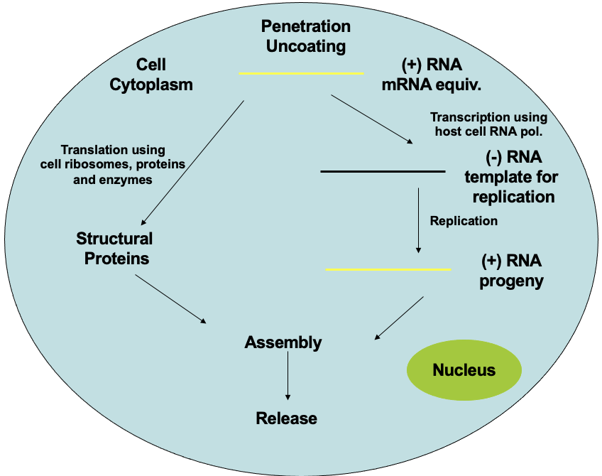 <p>make proteins immediately upon entering host cell, requires ⊖ template strand, occurs in cytosol</p>