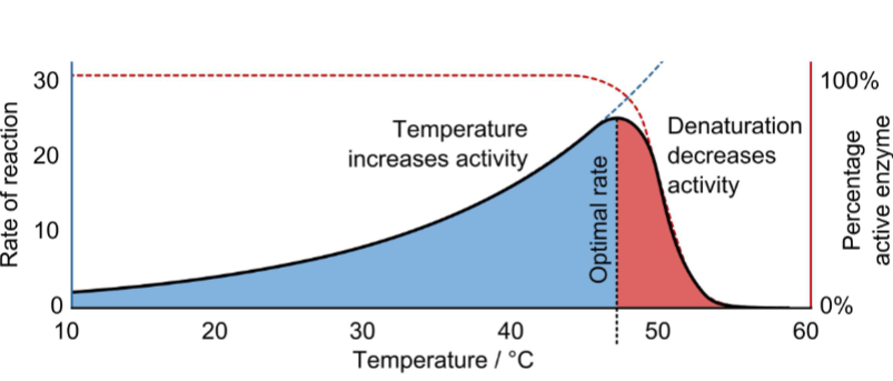 <ul><li><p><span style="color: rgb(0, 0, 0);">I. Dramatic increases or decreases in temperature are problematic for living organisms</span></p><ul><li><p><span style="color: rgb(0, 0, 0);">A. <strong>Fever (hyperthermia)</strong>: state of increased body temperature</span></p><ul><li><p><span style="color: rgb(0, 0, 0);">1. Low-level fever helpful in immune response because it stimulates enzyme activity</span></p></li><li><p><span style="color: rgb(0, 0, 0);">2. High-level fever (&gt; 43°C/ 105 F) can cause irreversible enzyme denaturation</span></p></li></ul></li></ul></li><li><p><span style="color: rgb(0, 0, 0);">B. <strong>Hypothermia</strong>: state of decreased body temperature</span></p><ul><li><p><span style="color: rgb(0, 0, 0);">1. Decreases rate of enzymatic reactions (i.e., decreases metabolic rate of body; loss of vital organ functions occurs)</span></p></li></ul></li></ul><p>(temp. dependence based on enzyme activity for graph)</p>
