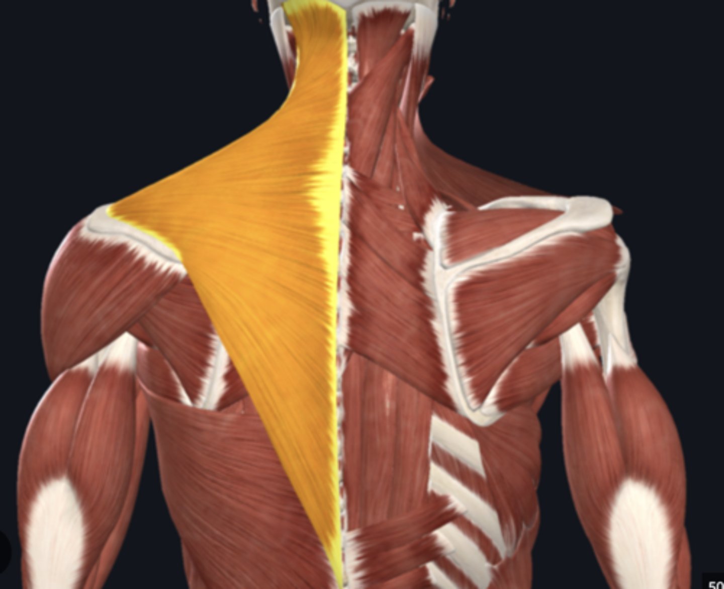 <p>action of trapezius (upper, middle, lower)</p>