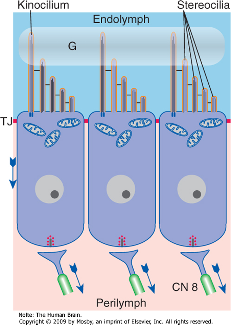 <p>REMEMBER THE HAIR CELL</p>