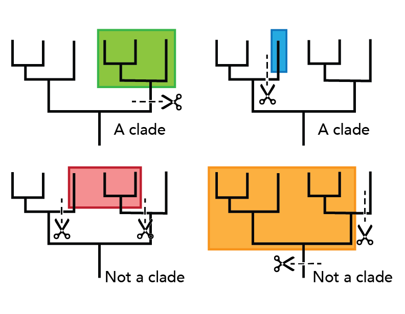 <p>a monophyletic group made up an ancestor and all of its descendants</p>