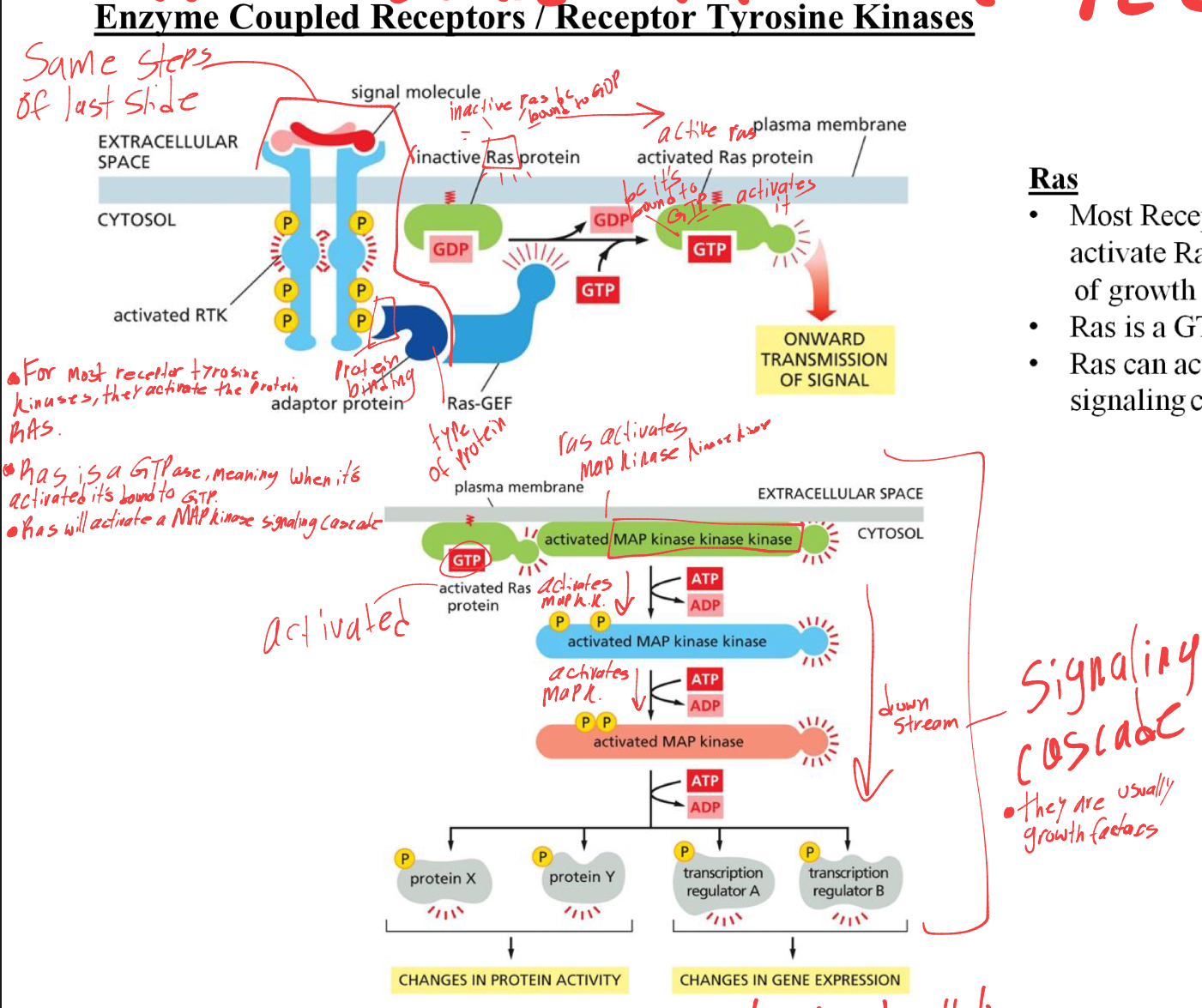 <p>the ras protein is activated in the signal cascade. </p><p>Ras is a GTPase meaning when its bound to GTP it activates and when bound to GDP its deactivated. </p><p></p><p>once activated, the Ras protein will begin a signal cascade to the MAP kinase proteins (Mao kinase kinase kinase) </p><p>these are growth proteins.</p><p></p>
