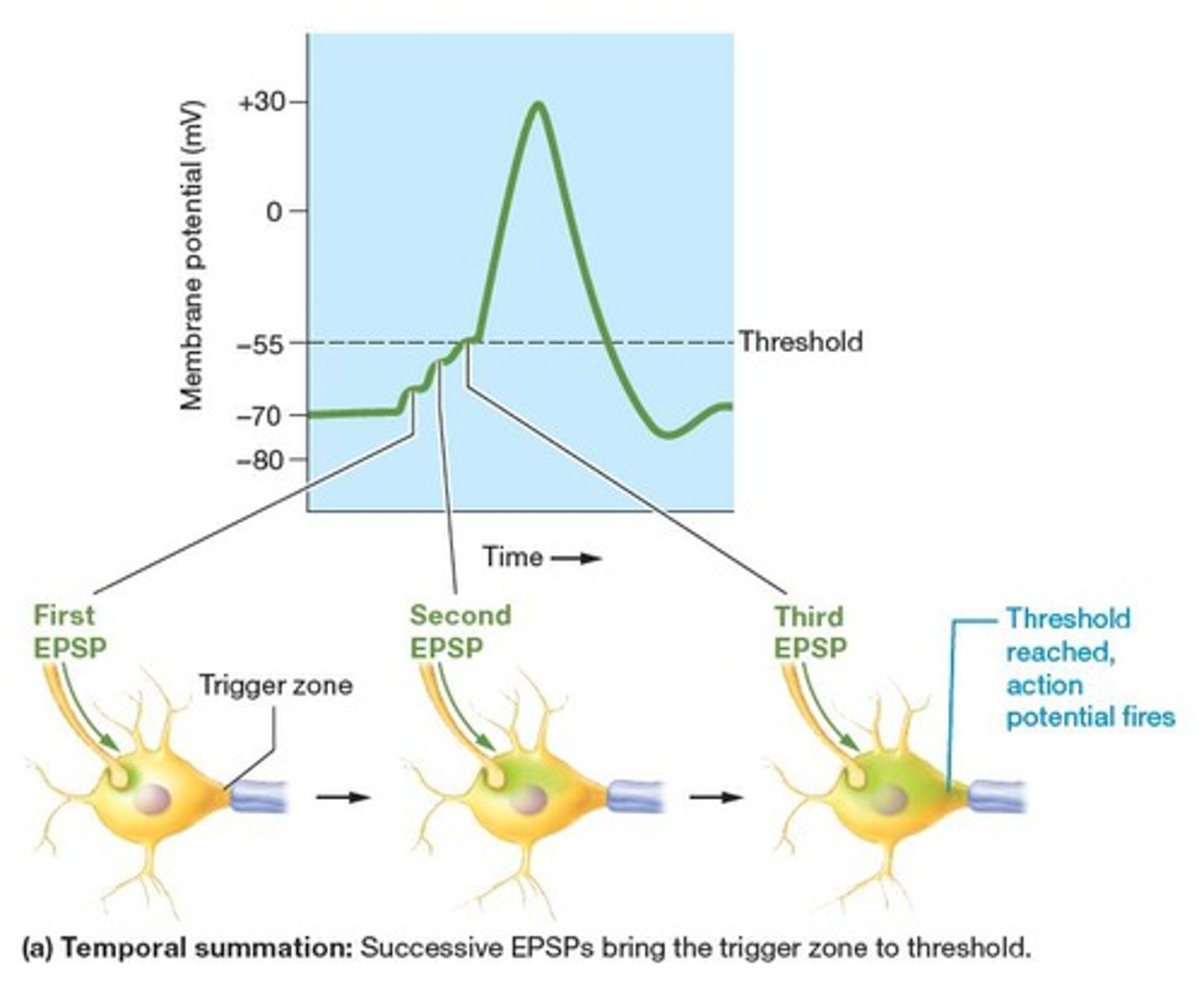 <p>The process where successive EPSPs increase the likelihood of eliciting an action potential by summing over time.</p>