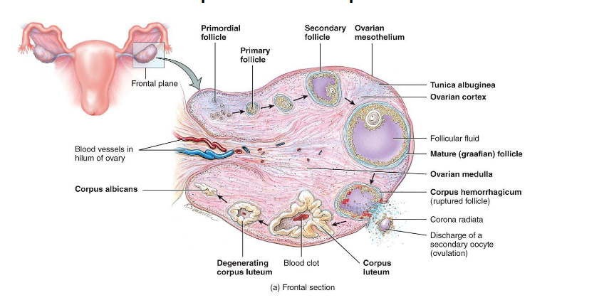 <p><span style="color: rgb(0, 0, 0);"><span>• Remaining follicle cells transform into corpus luteum</span></span><span style="color: rgb(0, 0, 0);"><br></span><span style="color: rgb(0, 0, 0);"><span>• Secretes progesterone (and some estrogen)</span></span><span style="color: rgb(0, 0, 0);"><br></span><span style="color: rgb(0, 0, 0);"><span>• Prepares endometrium for possible implantation</span></span></p><p><span style="color: rgb(0, 0, 0);"><span>1) Prepare Uteres from pregnancy</span></span></p><p><span style="color: rgb(0, 0, 0);"><span>2) Preven another ovulation</span></span></p><p><span style="color: rgb(0, 0, 0);"><span>    a) Negative food back of hypothela → decrease GnRH</span></span></p><p><span style="color: rgb(0, 0, 0);"><span>    b) Negative Anteriole pit gland decrease FSH and decrease LH</span></span></p>