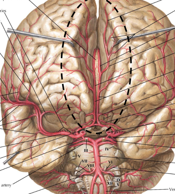 <p>What is the name of the circled artery?</p>