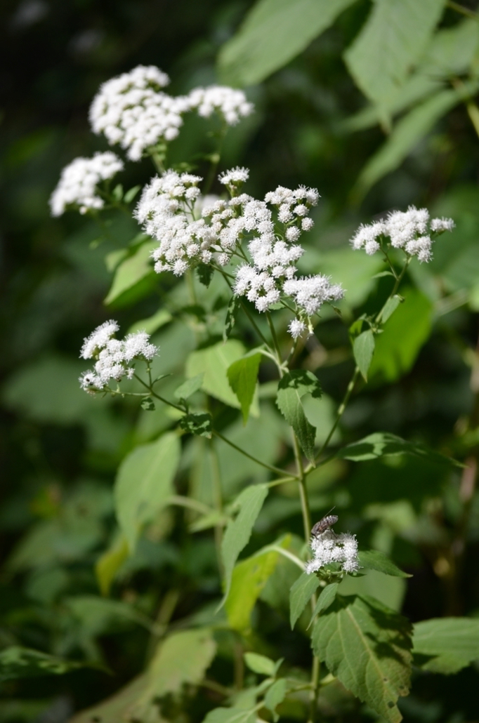 <p>small white disk flowers, aggressive spreader, upright habit, sharp-toothed, lanceolate, nettle-like leaves</p>