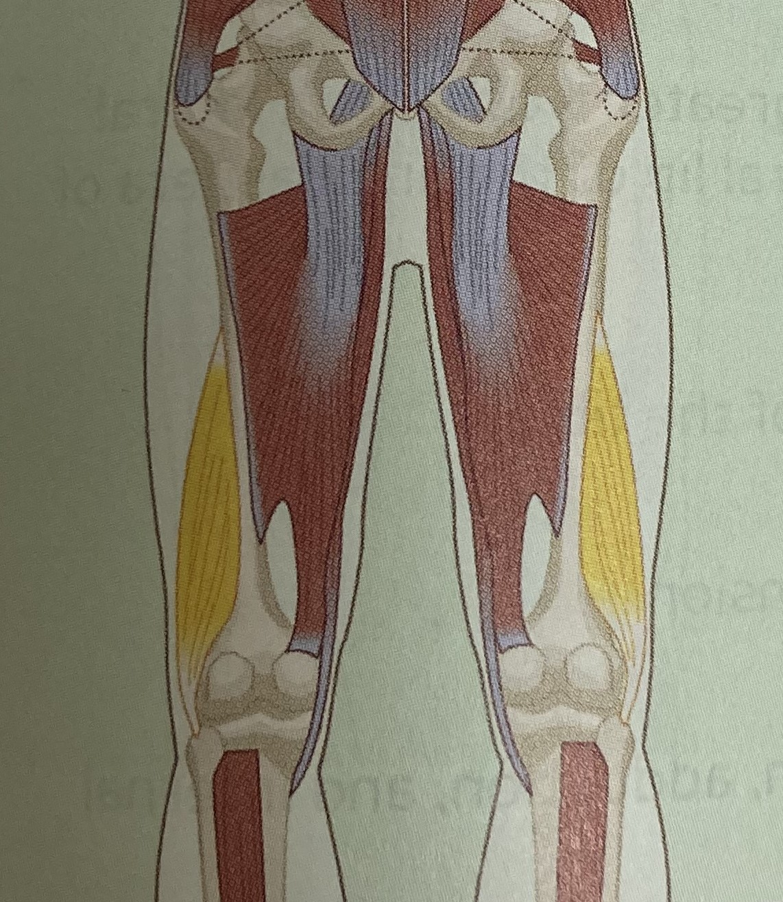 <ul><li><p>category: hamstring complex</p></li><li><p>origin: posterior aspect of the femur</p></li><li><p>insertion: head of the fibula</p></li><li><p>isolated function: concentric knee flexion and tibial internal rotation</p></li><li><p>integrated function: eccentric knee extension and tibial internal rotation</p></li><li><p>stabilizes the knee</p></li></ul><p></p>