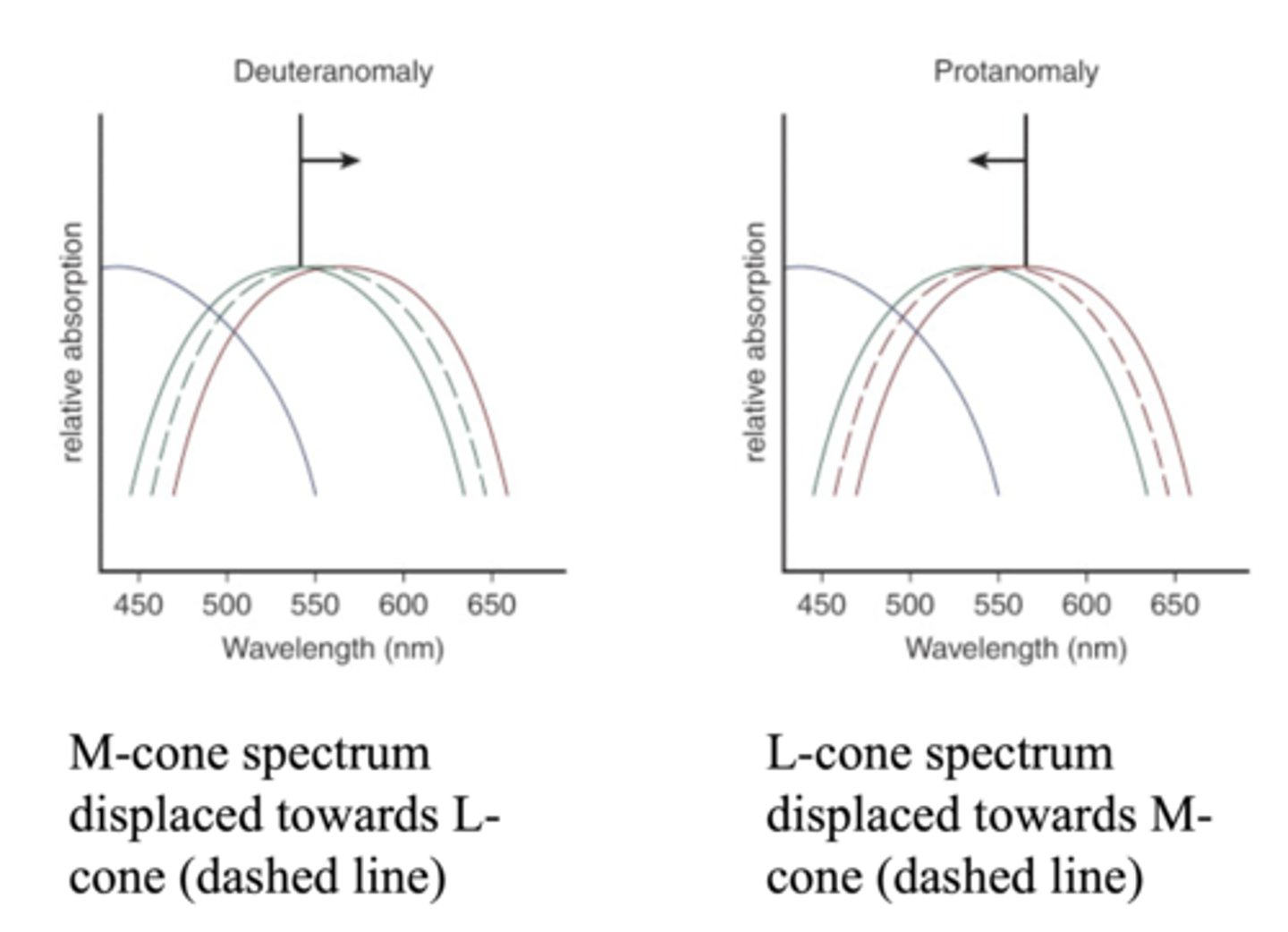 <p>abnormal photopigment is shifted towards the normal photopigment</p><p>deuteranomaly - M-cone spectrum displayed towards L-cone (dashed line)</p>