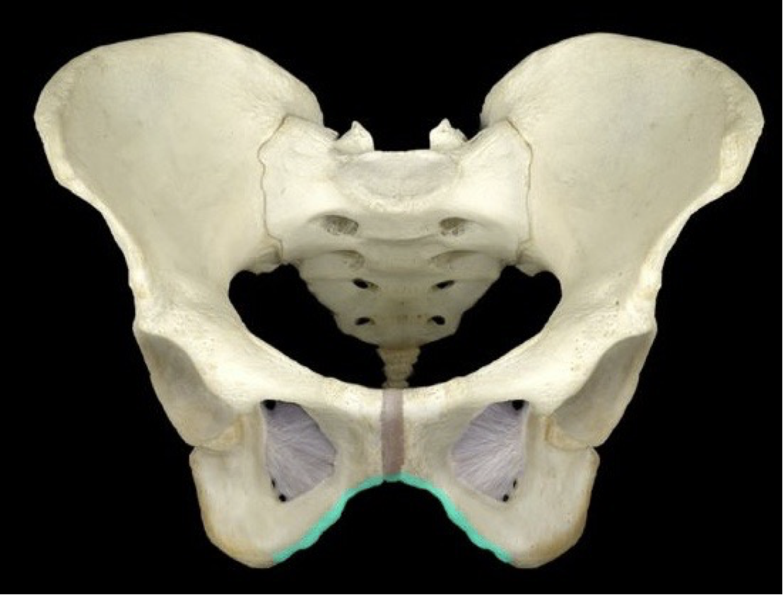 <p>inferior angle of the pelvis</p>