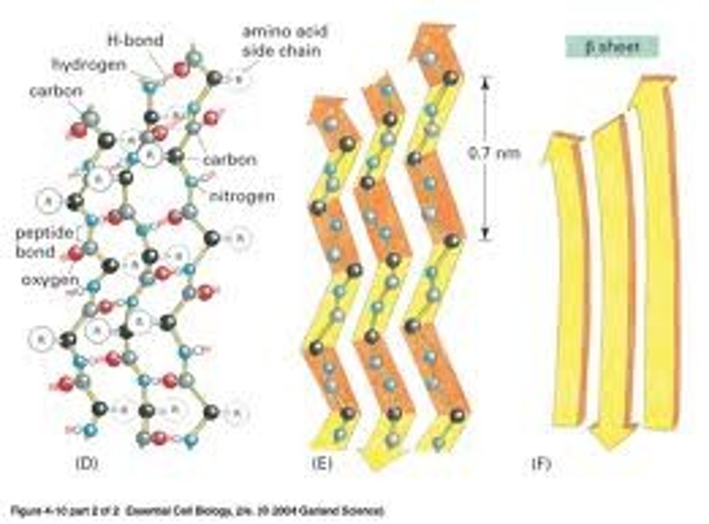 <p>The β sheet (also β-pleated sheet) is the second form of regular secondary structure in proteins, only somewhat less common than alpha helix. Beta sheets consist of beta strands connected laterally by at least two or three backbone hydrogen bonds, forming a generally twisted, pleated sheet. A beta strand (also β strand) is a stretch of polypeptide chain typically 3 to 10 amino acids long with backbone in an almost fully extended conformation. The higher-level association of β sheets has been implicated in formation of the protein aggregates and fibrils observed in many human diseases, notably the amyloidoses such as Alzheimer's disease.</p>