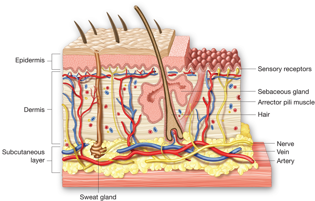 <ul><li><p><strong><span>Skin layers</span></strong></p><ul><li><p><span>Epidermis</span></p></li><li><p><span>Dermis</span></p></li><li><p><span>Subcutaneous layers</span></p></li></ul></li><li><p><span>Wounds often classified as closed or open.</span></p></li></ul><p></p>