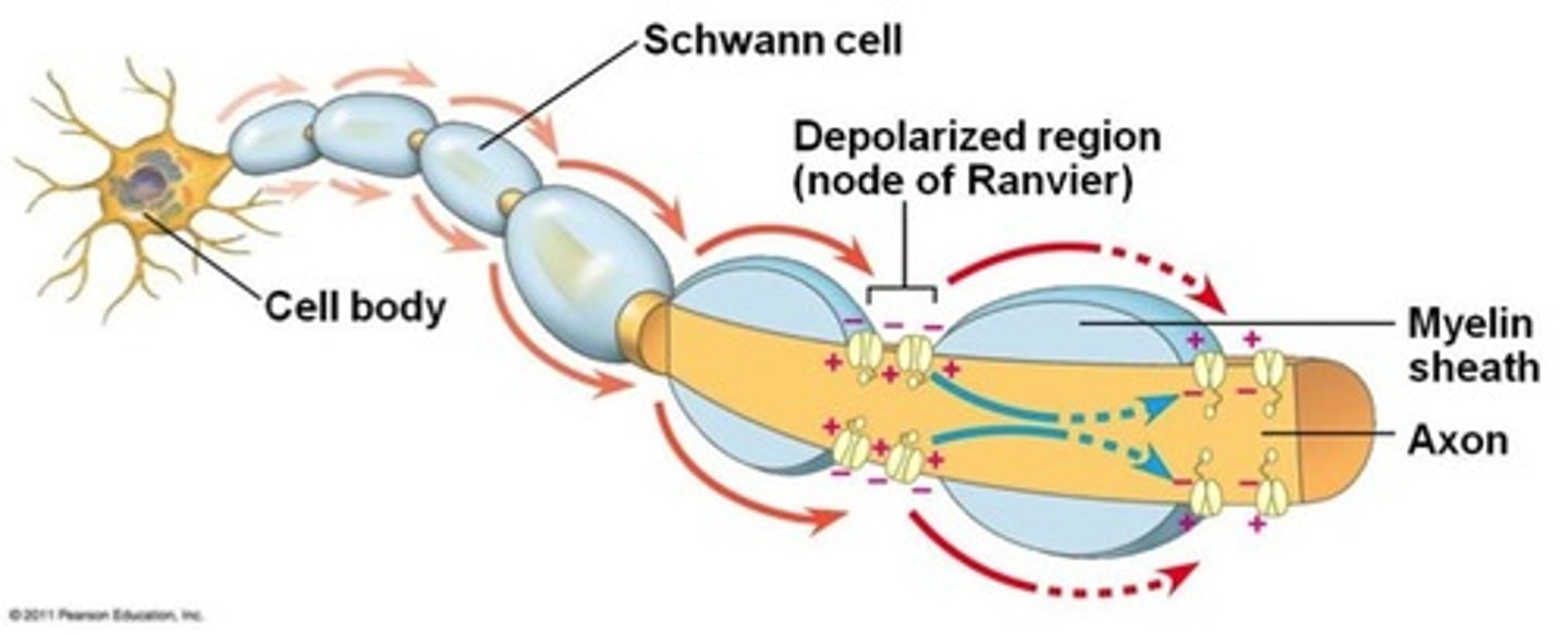 <p>the movement of an action potential along a myelinated axon, "jumping" from node to node</p>