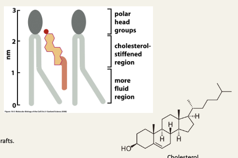 <ul><li><p>Rigid steroid rings stiffen the membrane, it becomes less fluid above the transition temperature</p></li><li><p>They also interfere with the crystallisation of fatty acid chains, preventing a sharp freezing below the transition temperature</p></li></ul><p></p>