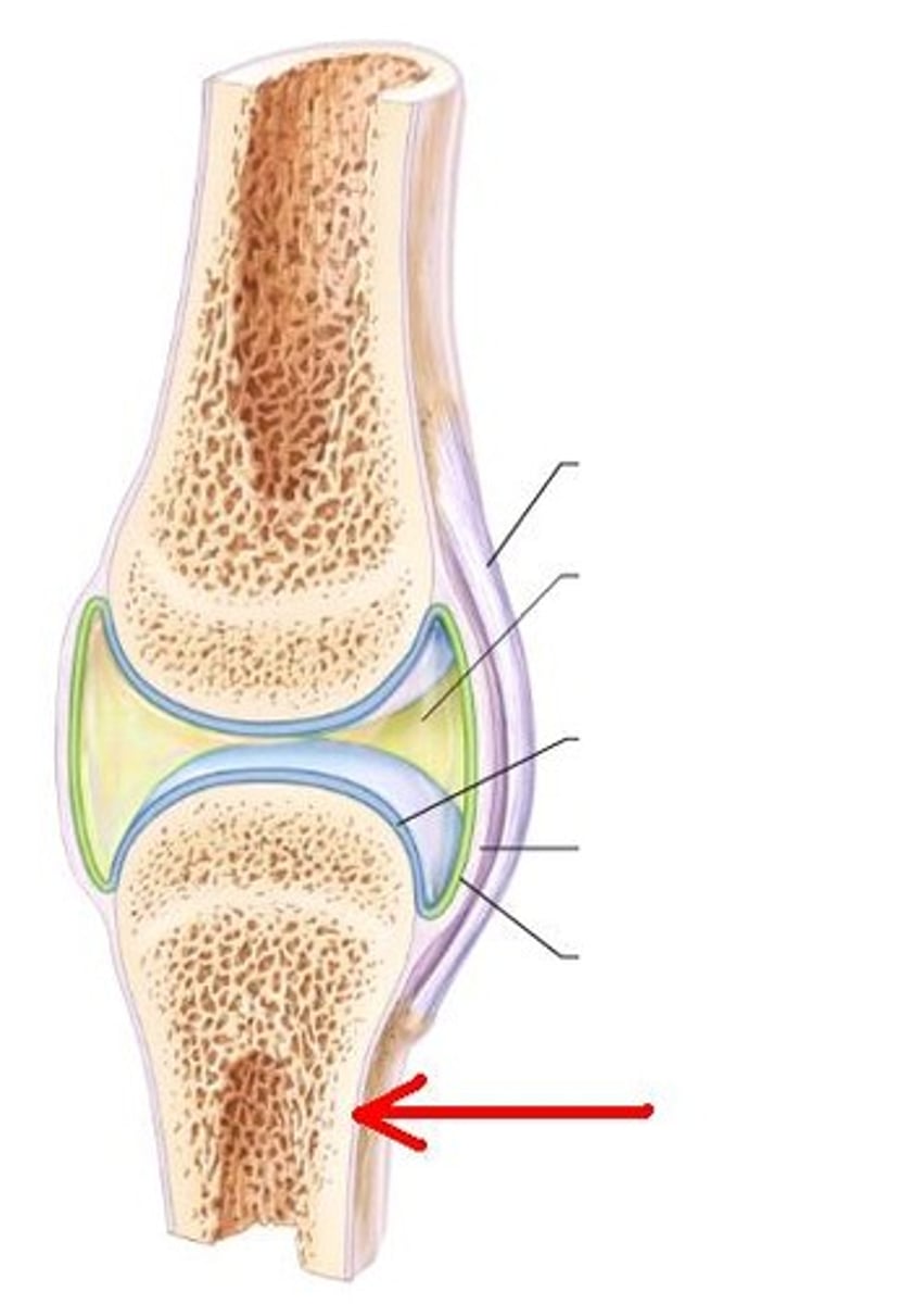 <p>tough membrane covering the bone; ligaments and tendons are attached to it</p>