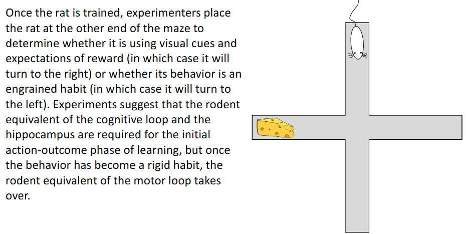 <p>Hippocampus then basal ganglia:</p><ul><li><p>Hippocampus for learning (i.e. mouse WILL know where cheese is, regardless of where it’s placed)</p></li><li><p>Basal ganglia for autopilot (i.e. mouse will only turn left due to habit)</p></li></ul><p></p>