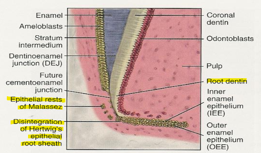 <p>Hertwigs epithelial root sheath breaks down. </p><ul><li><p>Remnants are called epithelial rests of Malassez. </p></li></ul><p></p>