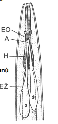 <p>Stavba vylu čovacích orgán ů u „Adenophorea“:</p>