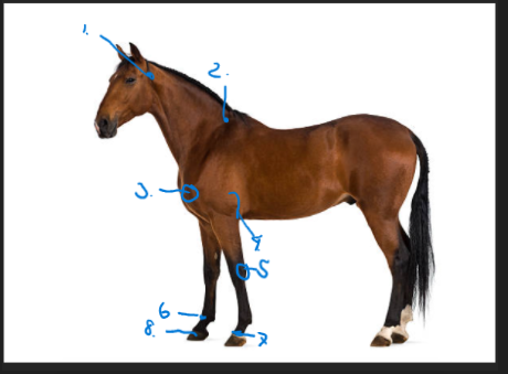 <p>identify the following points on this image of the horse:</p>