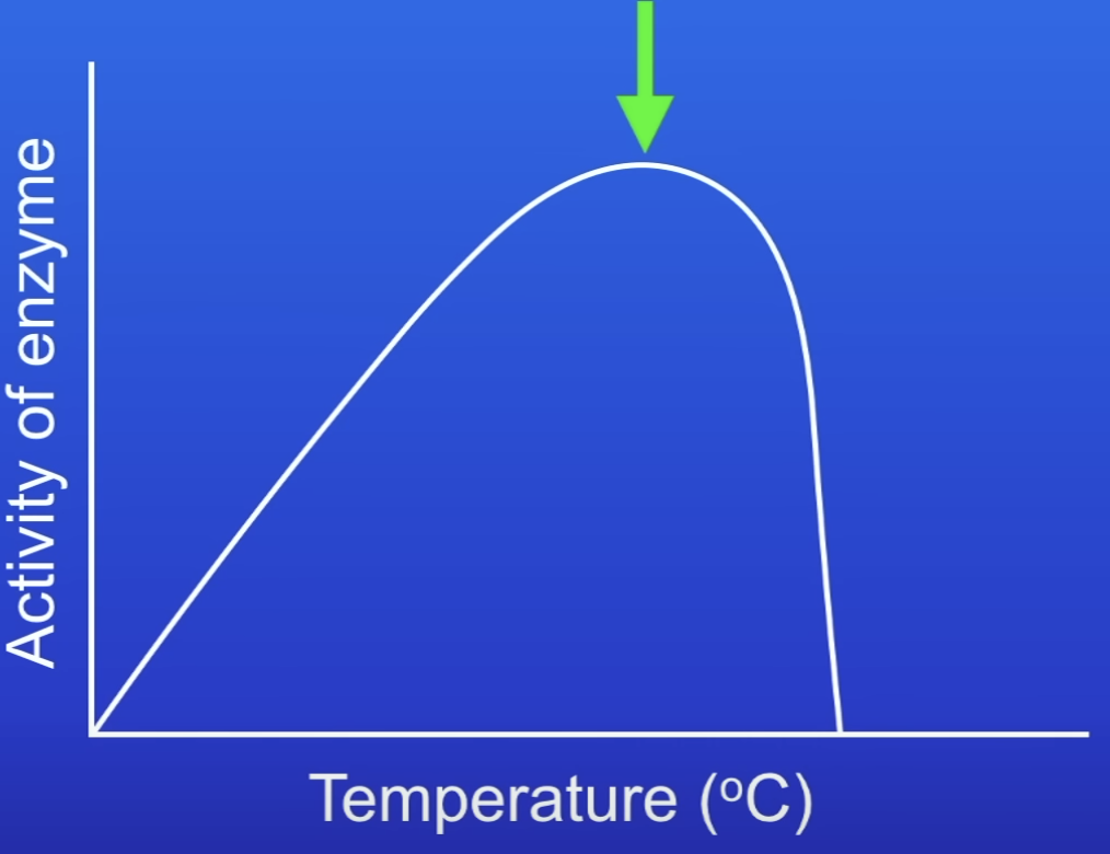 <p>Temp at which the enzyme is working at the fastest possible rate</p>