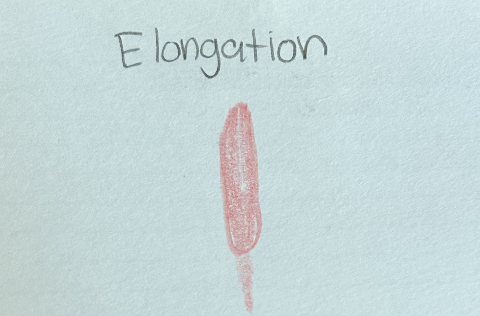 <p>Shape of blood stain as it related to the angle at which a blood droplet strikes a surface </p>