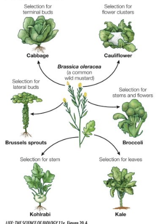 <ul><li><p>plants cultivated to suit human use</p></li><li><p>can breed and are the same species, but look very different</p></li></ul><p></p>