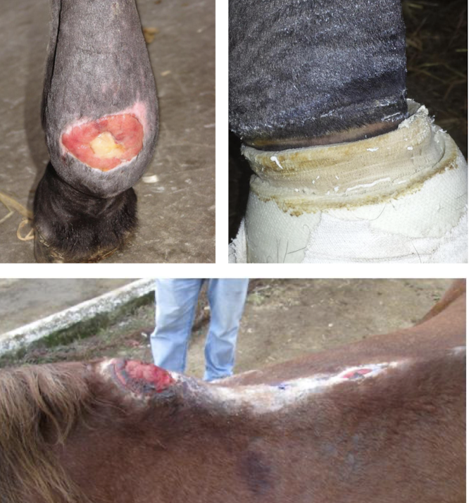 <p>Caused by prolonged recumbency, tight bandages, casts, or ill-fitting tack. </p><p><strong>Treatment:</strong> remove pressure source, improve bedding, rotate horse, clean and debride tissue, apply topical antimicrobials, and protect skin from further trauma</p>