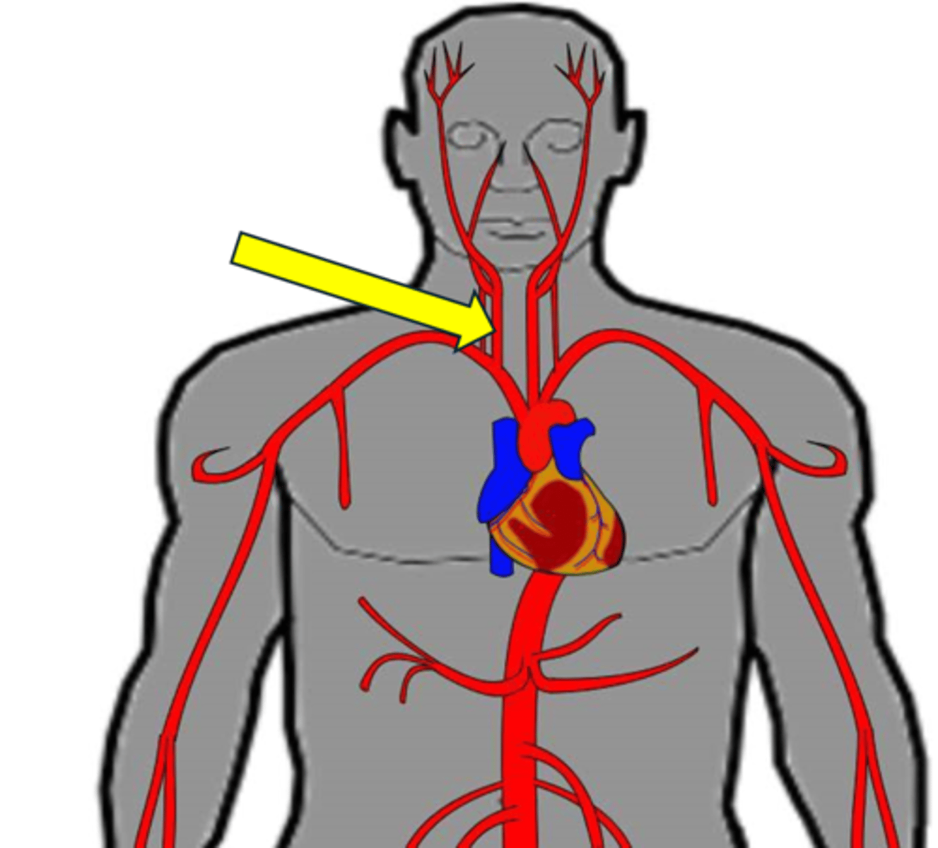 <p>Name the red vessel.</p>
