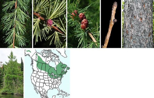 Blades: grow in bundles when young, soft light green when older, almost look like moss
Reproductive: start purple, turn brown, flower look
Bark: grey with red hue, can have small or large plates
