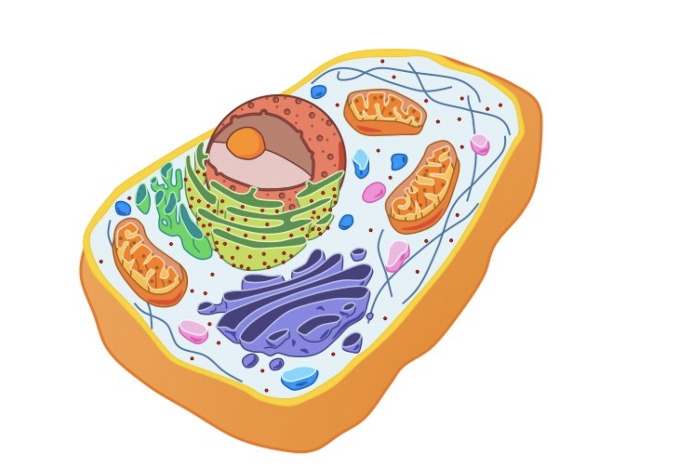 <p><strong>Animal Cell: </strong>Typical Structure and Features</p>