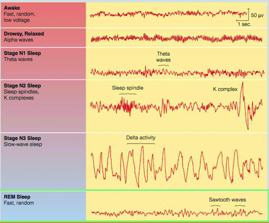 <p>alpha waves: relaxed state, slower/higher amplitude</p><p>N1-theta waves: drifting thoughts, irregular/lower amplitude</p><p>N2: <strong><u>sleep spindles</u></strong>-short bursts of brain activity and <strong><u>k complexes</u></strong>-triggered by external stimuli</p><p>N3-delta waves: synchronized, slow wave pattern “deep sleep”</p><p>rem (rapid eye movement): body is activated but fully asleep, heart rate increases and eyes move back and forth, dream time</p>