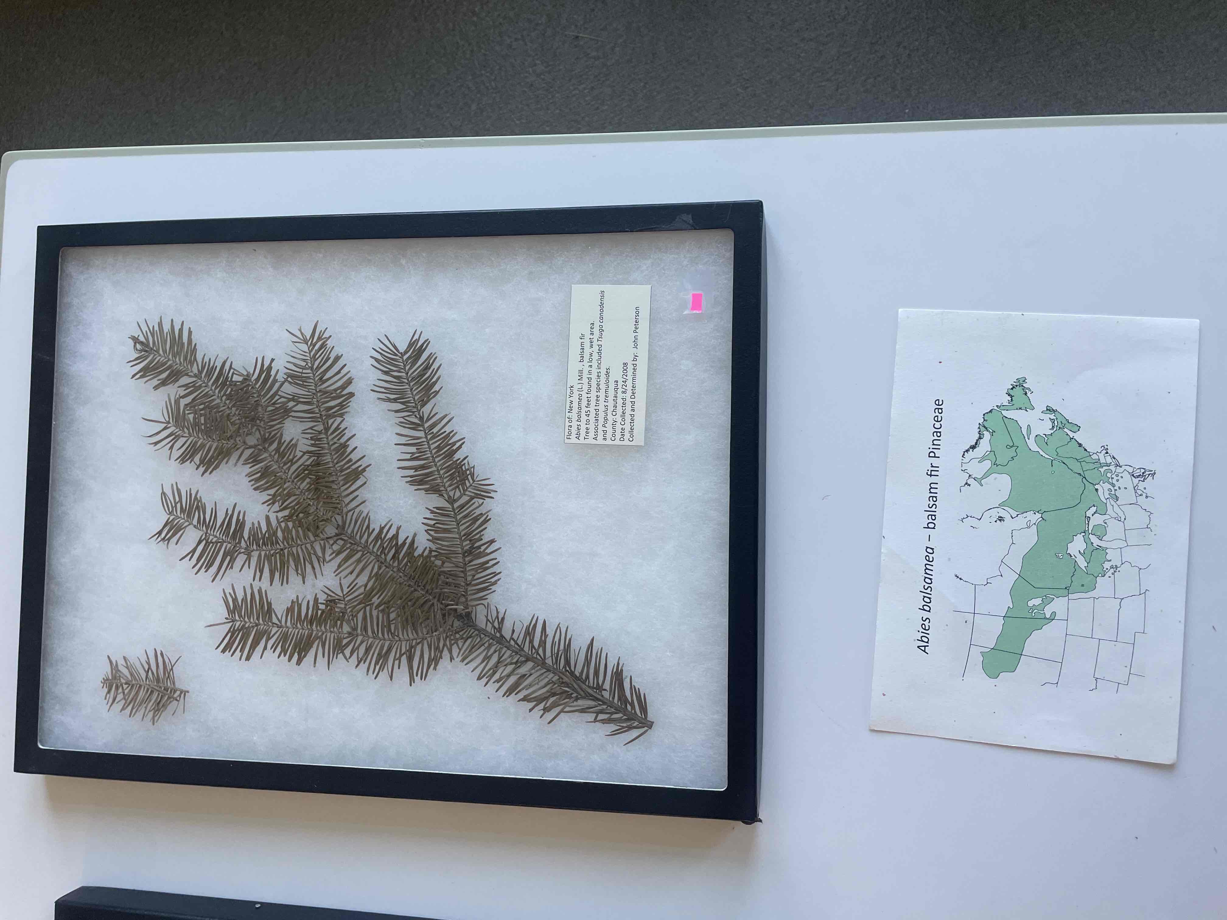 <p>balsam fir</p>