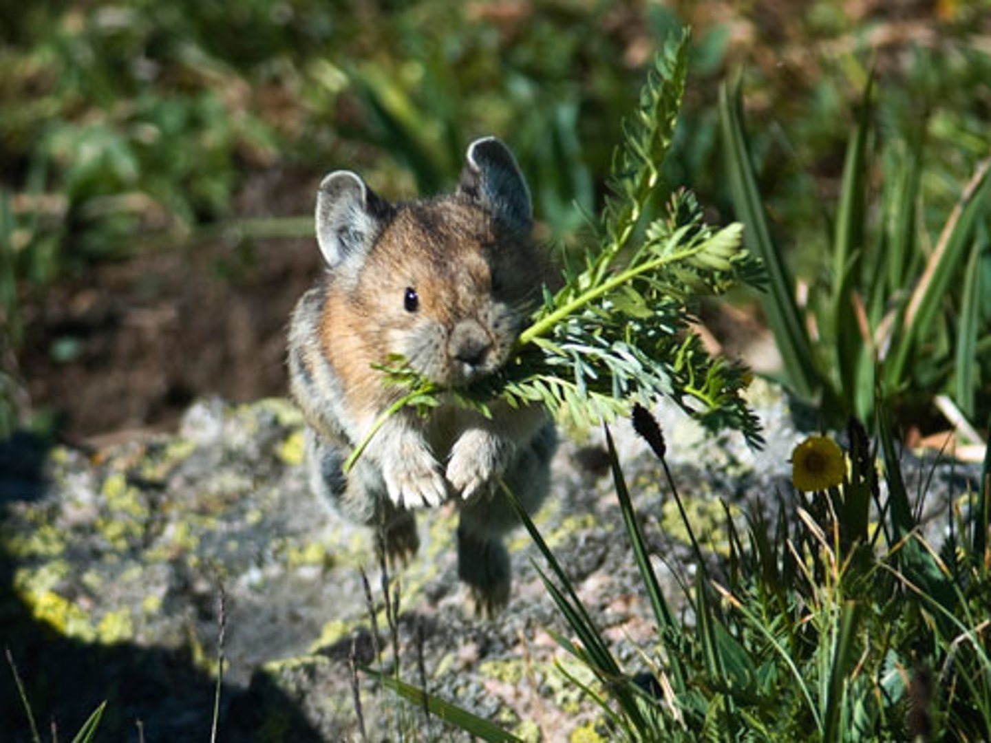 <p>Foraging describes an animal's behavior when searching for wild food resources. Foraging affects an animal's fitness because it plays an important role in an animal's ability to survive and reproduce.</p>