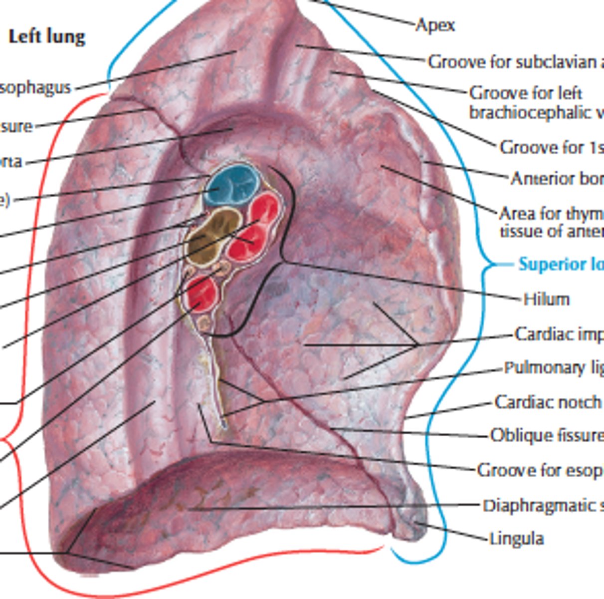 <p>on mediastinal surface; site for attachment of blood vessels, bronchi, lymphatic vessels, and nerves</p><p>.</p>
