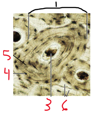 <p><span>Name structure 4 (small space)</span></p>