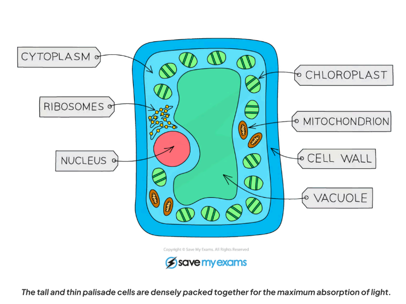 <p>- Found in mesophyll of leaves.</p><p>- <strong>Function</strong>: Photosynthesis.</p><p>- <strong>Adaptations</strong>:</p><p>- Many chloroplasts → absorb light.</p><p>- Rectangular, closely packed → form continuous layer.</p><p>- Thin cell walls → diffusion of CO₂.</p><p>Tall and thin shape- light penetrates deeper</p><p>- Large vacuole → maintains turgor pressure.</p><p>- Chloroplasts move within cytoplasm → position optimised for light.</p><p>- <strong>Size</strong>: 25–75 μm.</p>