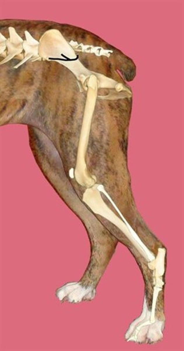 <p>Nerve?</p><p>Muscles Innervated?</p>